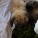 Photo of Baby Bunnies
