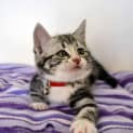 Photo of Peaches