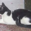 Photo of Bandit ~ Reduced Adoption Fee!!!