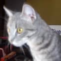 Photo of Phantom Smoochy Cat!