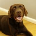Photo of Henry   Beautiful Choc Lab