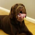 Photo of Henry   Beautiful Choc Lab