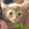Photo of Jack (C975)