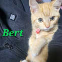 Photo of Bert