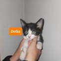 Photo of Delia