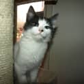 Photo of Cutie Adoption Fee $65