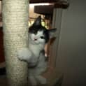 Photo of Cutie Adoption Fee $65