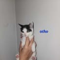 Photo of Otho