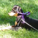 Photo of Mabel