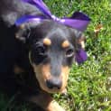 Photo of Mabel