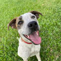 Photo of Blitzen
