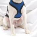 Photo of Toby