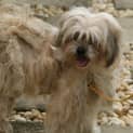 Photo of Daisy