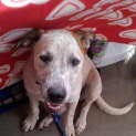 Photo of Dexter ... Great Family Dog!