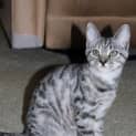 Photo of Layla
