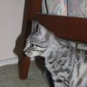 Photo of Layla