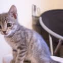 Photo of Grey Girl