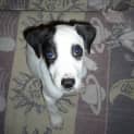 Photo of Captain Jack Sparrow