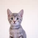 Photo of Frankie