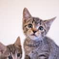 Photo of Tabby Girl 1