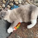 Photo of Sheba