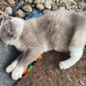 Photo of Sheba