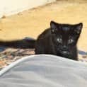 Photo of Simba 