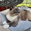 Photo of Sheba