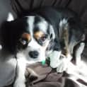 Photo of Winston
