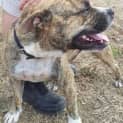 Photo of Clooney (Adoption Pending)