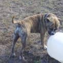 Photo of Clooney (Adoption Pending)