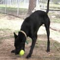 Photo of Shadow (Adopted By Carer 25/11/14