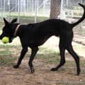 Photo of Shadow (Adopted By Carer 25/11/14