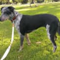 Photo of Tilly