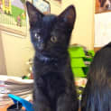Photo of Simba 
