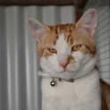 Photo of Tommy 