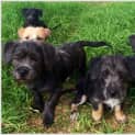 Photo of Five Terrier Puppies