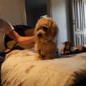 Photo of Tobee