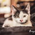 Photo of Bruno (Located In Templestowe)