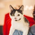 Photo of Bruno (Located In Templestowe)