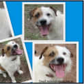 Photo of Paddy... Reduced Adoption Fee