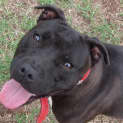 Photo of Pepsi .. Purebred Staffy