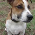 Photo of Bosley