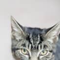 Photo of Fausto