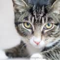 Photo of Fausto