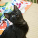 Photo of Simba 