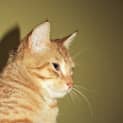 Photo of Ginger