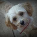 Photo of Ruffles