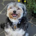 Photo of Scruffy