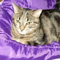 Photo of Dixie